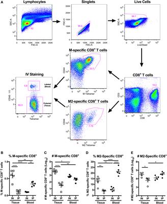 Memory Inflation Drives Tissue-Resident Memory CD8+ T Cell Maintenance in the Lung After Intranasal Vaccination With Murine Cytomegalovirus